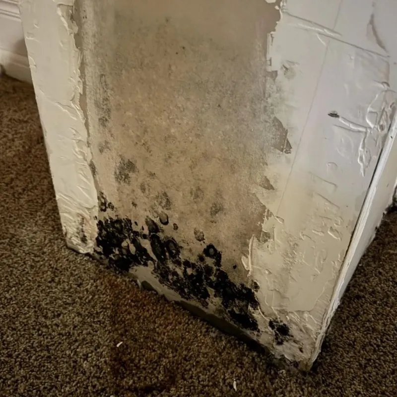 Professional Mold Removal in Woodstock, VA